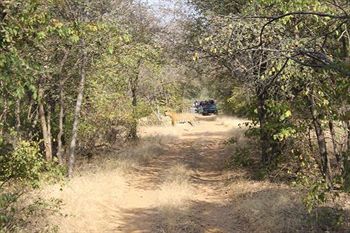 Jungle View Resort Sawai Madhopur Εξωτερικό φωτογραφία